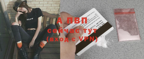 прущие грибы Пересвет