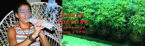 прущие грибы Пересвет